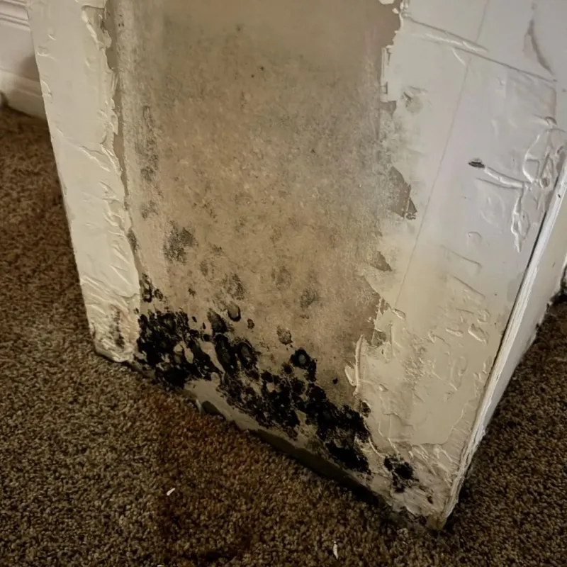 Professional Mold Removal in Utica, OH
